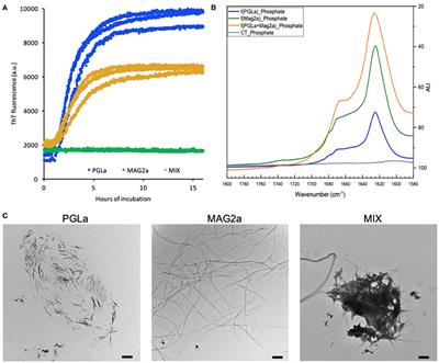 The Reversible Non-covalent Aggregation Into Fibers of PGLa and Magainin 2 Preserves Their Antimicrobial Activity and Synergism